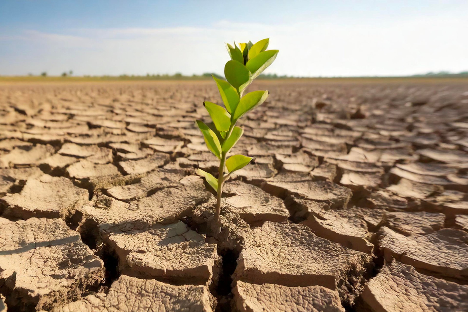 Close-up of a new shoot of plant in dry cracked clay mud in dried up lake bed / riverbed during drought in summer in hot weather temperatures